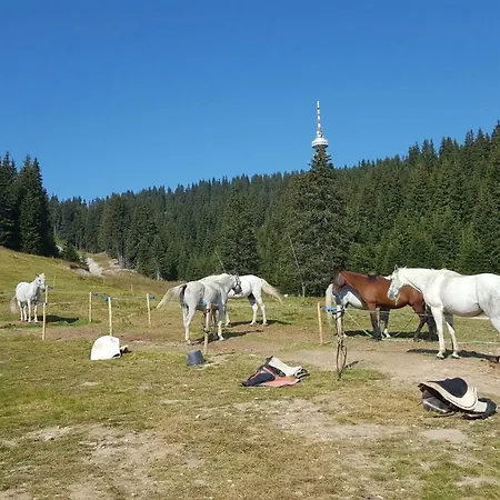 Papa Moose * Pamporovo