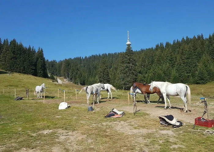 Papa Moose * Pamporovo